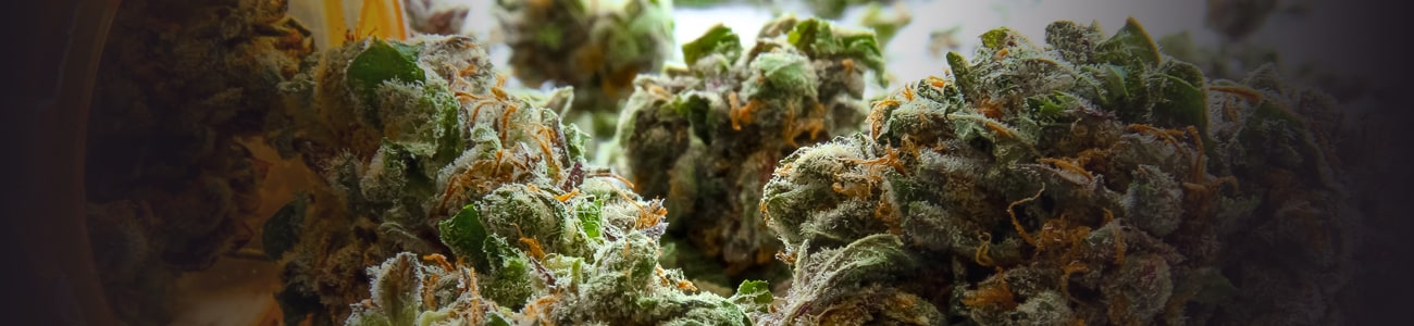 Banner picture of marijuana